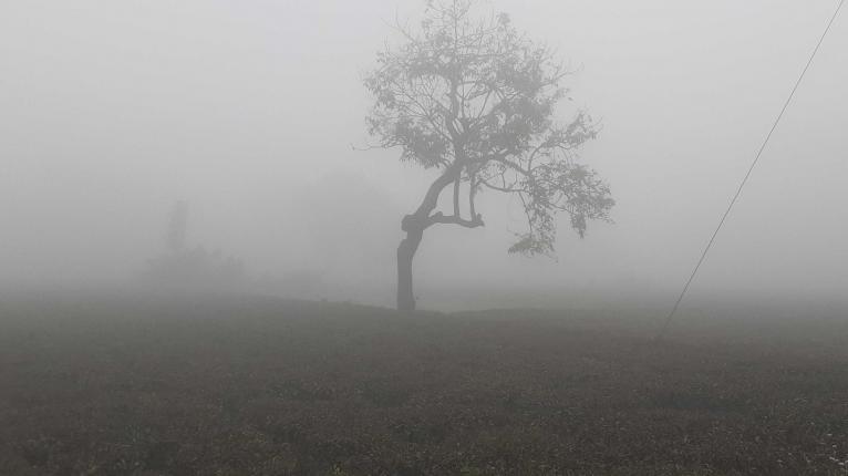 বৃষ্টির মতো ঝরছে কুয়াশা, যা বলল আবহাওয়া অফিস!