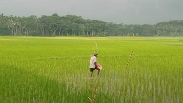 ভোলায় ৬৩ হাজার হেক্টর জমিতে বোরো ধান আবাদের লক্ষ্যমাত্রা নির্ধারণ