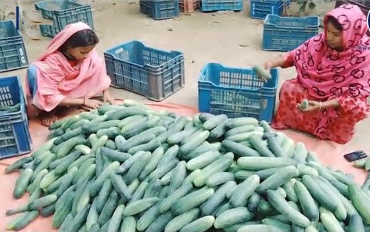 কুমিল্লায় স্বল্পকালীন জাতের শসার বাম্পার ফলন