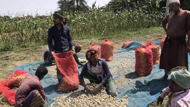 রসুনের বাম্পার ফলন, কেজি ১০০ টাকা