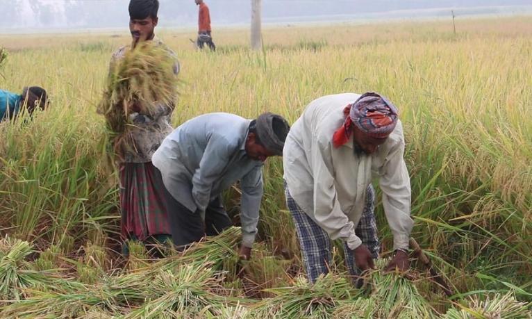 নওগাঁয় শুরু হয়েছে ধান কাটা-মাড়াই, বৃষ্টি নয় রোদ চান কৃষকরা