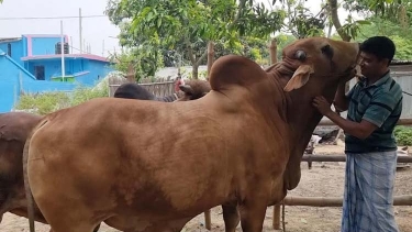 মেহেরপুরে কোরবানীর জন্য প্রস্তুত ১ লাখ ৯১ হাজার পশু