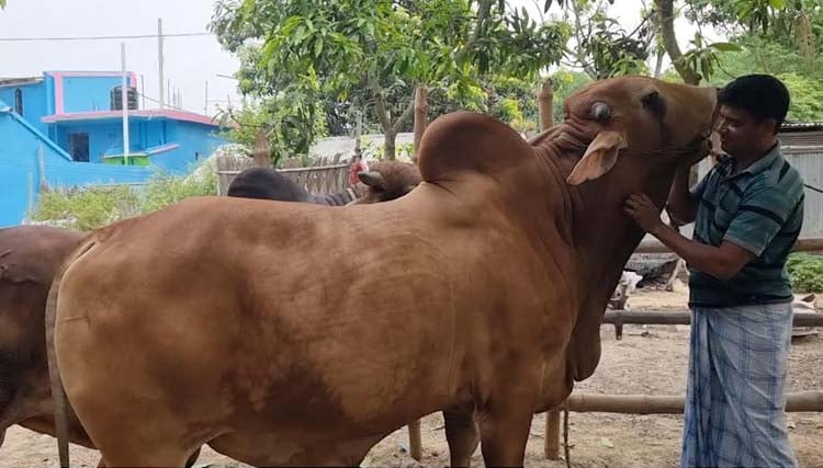 মেহেরপুরে কোরবানীর জন্য প্রস্তুত ১ লাখ ৯১ হাজার পশু