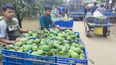 বাজারে উঠেছে হাঁড়িভাঙা আম, দাম চড়া