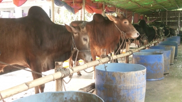 দেশীয় গরুর চাহিদা বেশি, দাম পাওয়া নিয়ে দুশ্চিন্তা