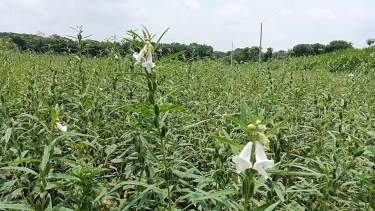 মাগুরায় লক্ষমাত্রার চেয়ে বেশি জমিতে তিল চাষ