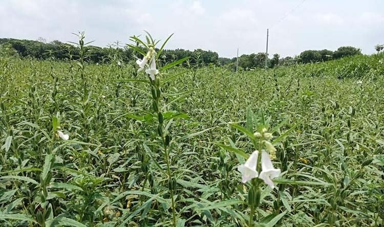 মাগুরায় লক্ষমাত্রার চেয়ে বেশি জমিতে তিল চাষ