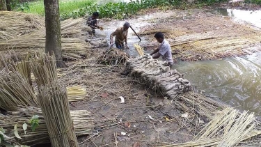 জয়পুরহাটে পাট কাটা ও জাগ দেয়ায় ব্যস্ত কৃষকরা