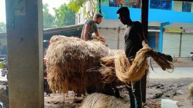 গোপালগঞ্জে ৩৮০ কোটি টাকার পাট উৎপাদনের আশা