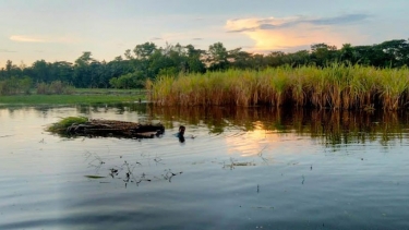 লক্ষ্মীপুরে বন্যায় কৃষিখাতে ২২৭ কোটি টাকা ক্ষয়ক্ষতি