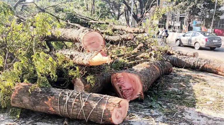 অনুমতি ছাড়া গাছ কাটা যাবে না: হাইকোর্টের রায়